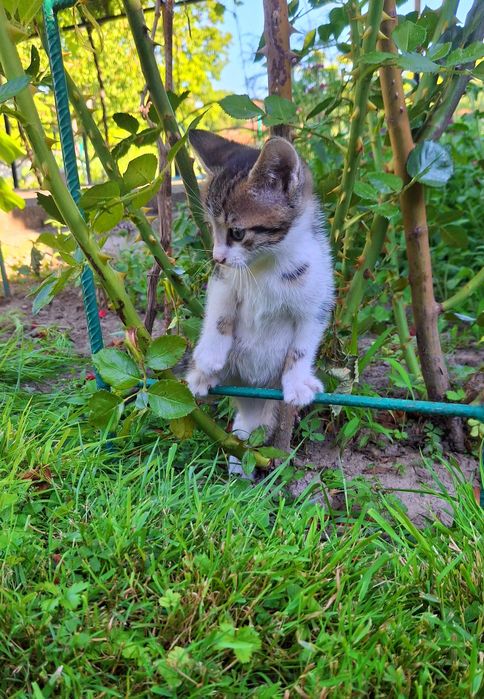 Подарявам мъжко котенце