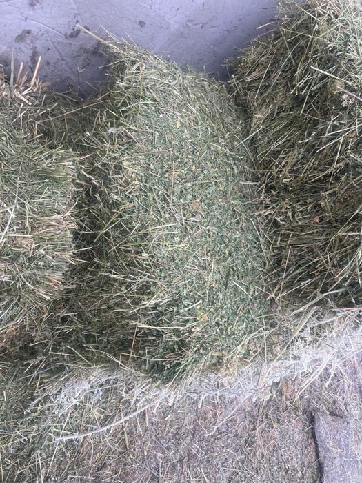 Клевер (жонышка)