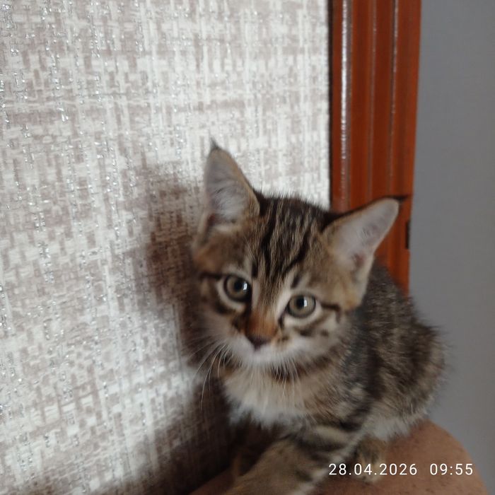 Девочка в добрые руки