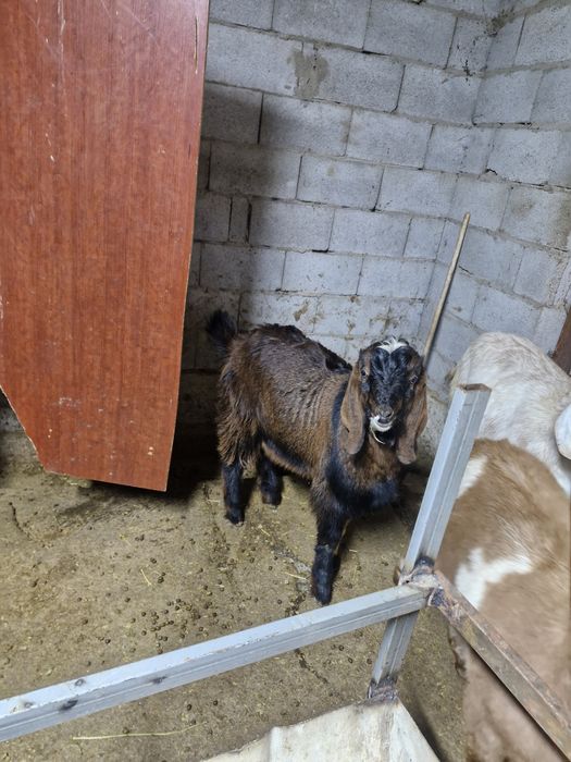 Битал таза ешкилер