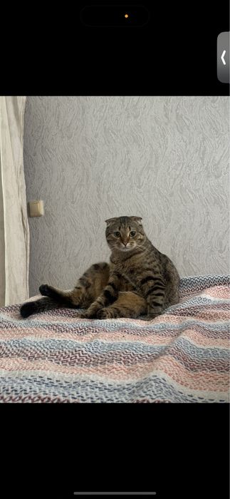 Кот вислоухий, годик,