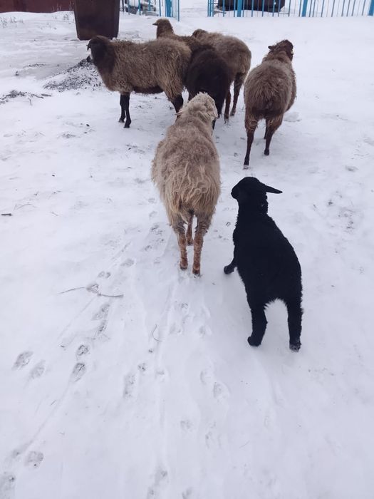 Продам овцематок и кошкара