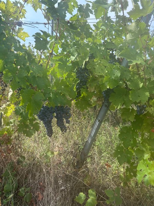 Vindem struguri cabernet sauvignon BIO - DOC MINIS