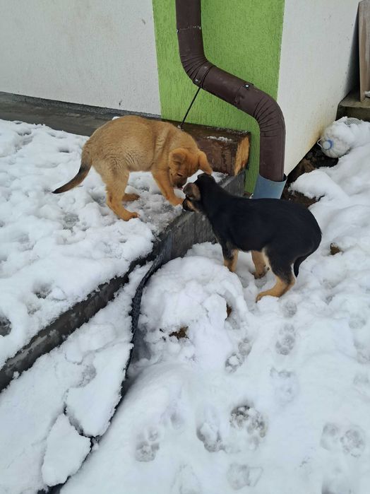 Donez 2 cățelușe metis, 9 săptămâni