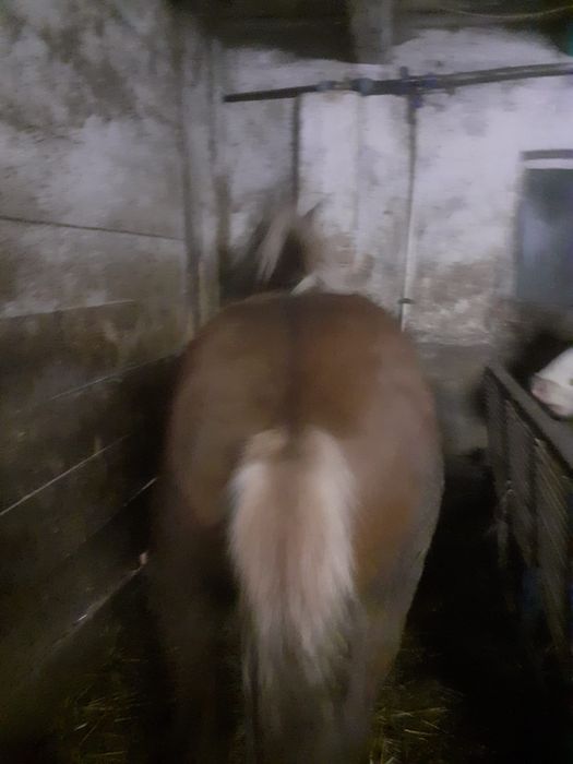 Vând mânză blondă de 1 an și 3 luni