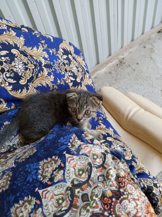 Мушукча  Котёнок