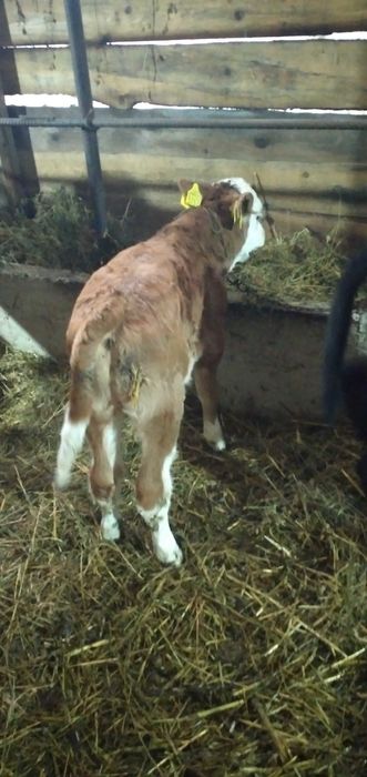 3 taurasi si o vitica angus se dau si la bucata