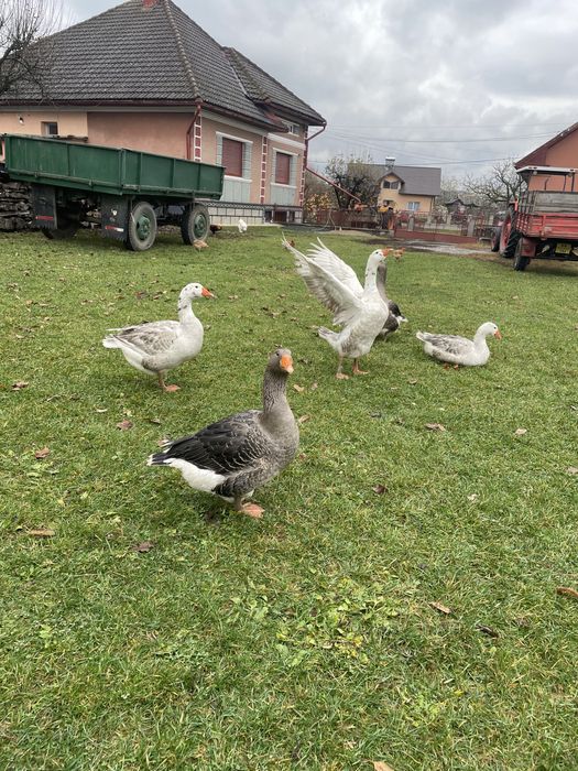 Vand oua de gâscă incubat sau consum