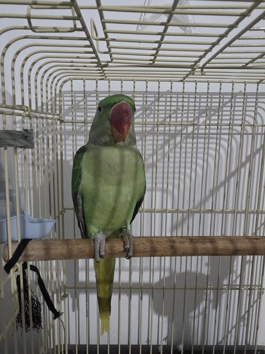 Vând Papagal Marele Alexander