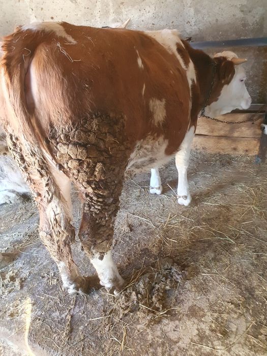 Schimb cu Vacă de Abator