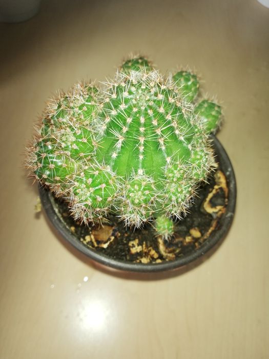 Продам небольшие кактусы