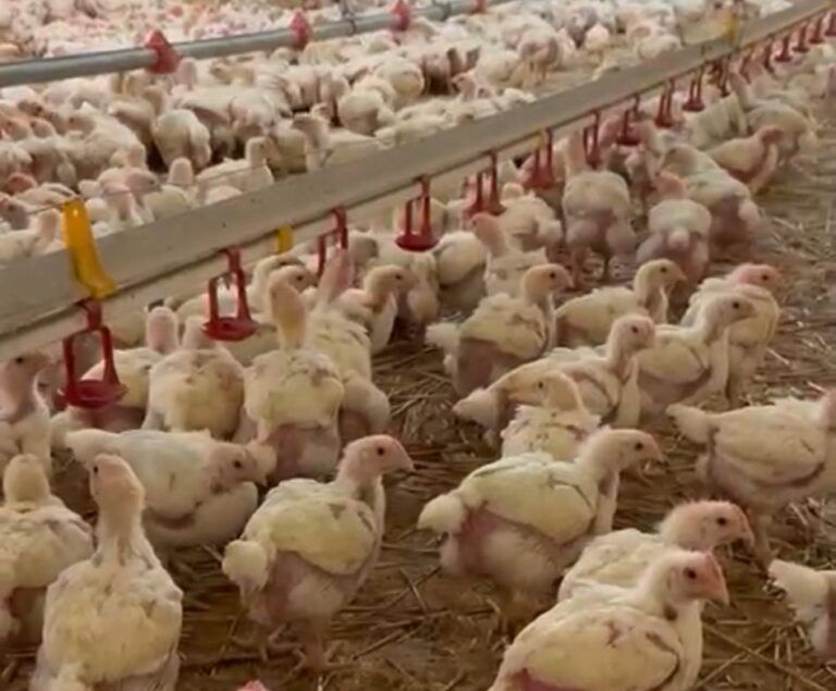 Pui albi de carne si rasa mixtă