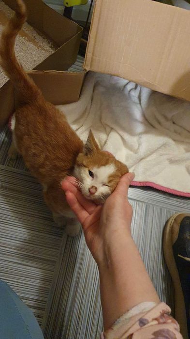 Намерено - Рижаво мъниче спешно търси дом