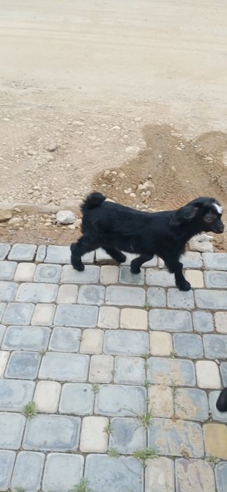 Екиши тума ешкі салсатылады