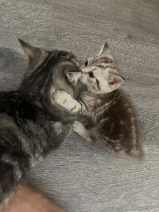 Продам котёнка скоттиш страйт.