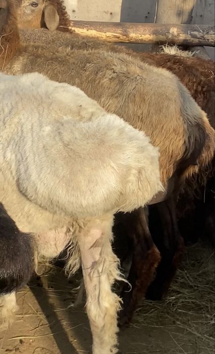 Жирные бараны кой токты марка