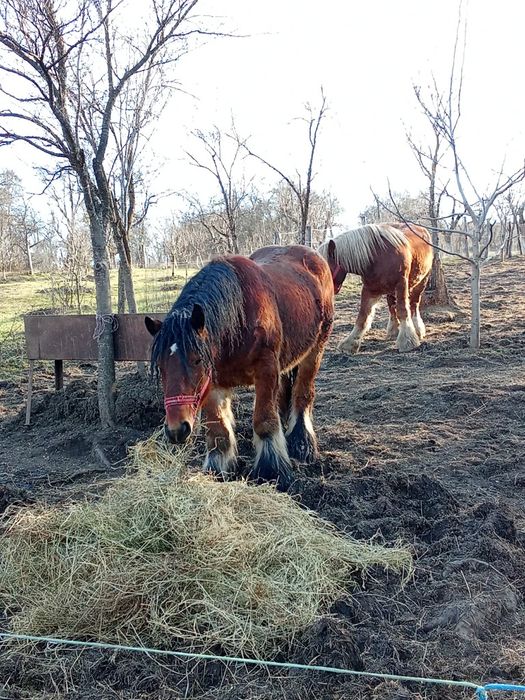 Armăsar Belgian de vânzare