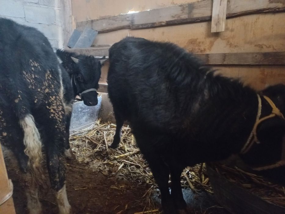 Продам бычки срочно