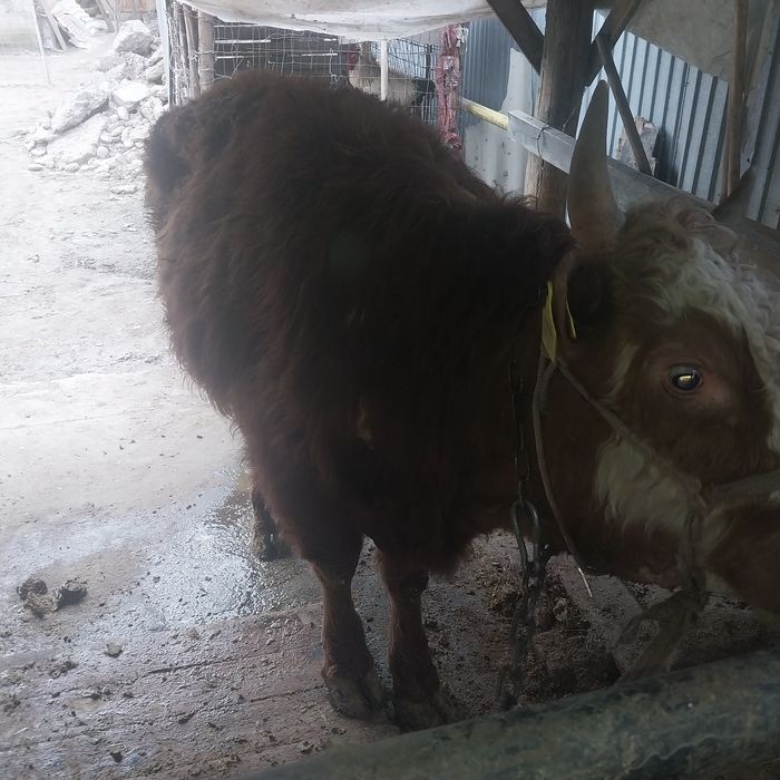 Буқа 3 жасар сатылады