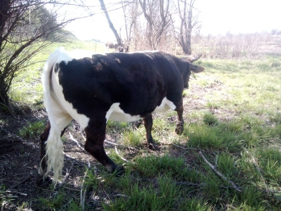 Vând oi și capre și iezi și miei și Juncă