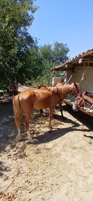 Otlar sotiladi 5ta bor