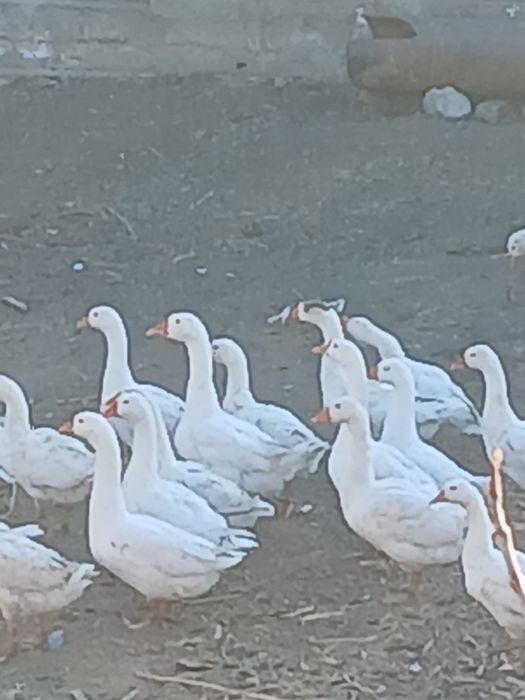 Продам Гусей домашние