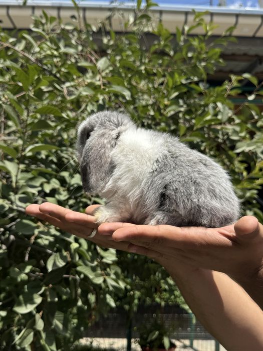 QUYON KARLIK . Кролик Карликовый