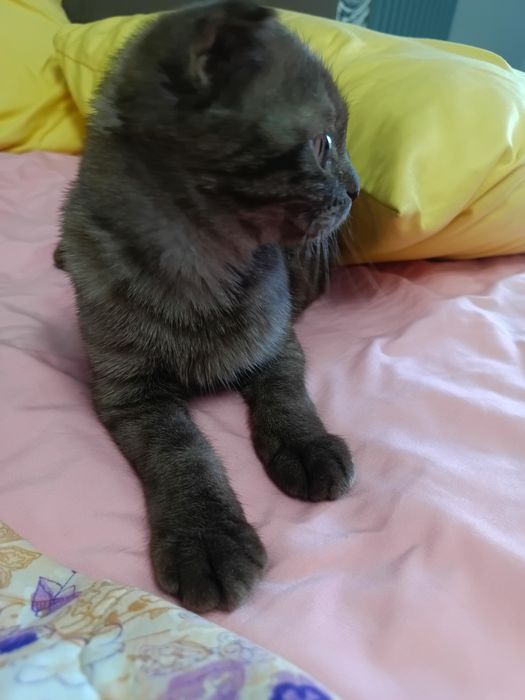 Кошка шотландский вислоухие