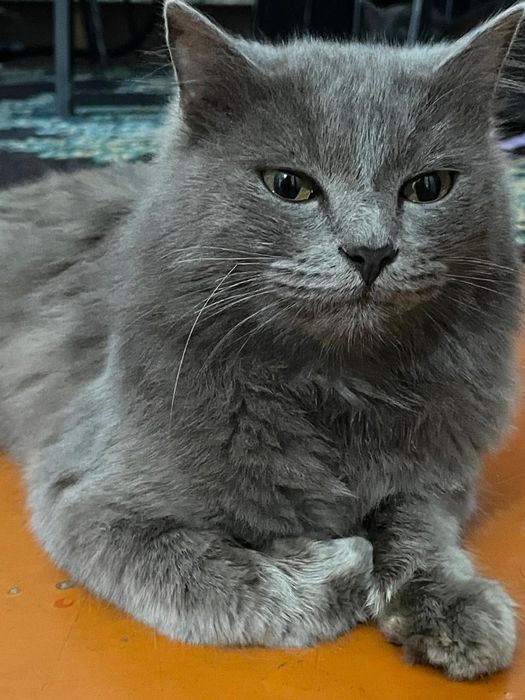 Продаются игривые котята