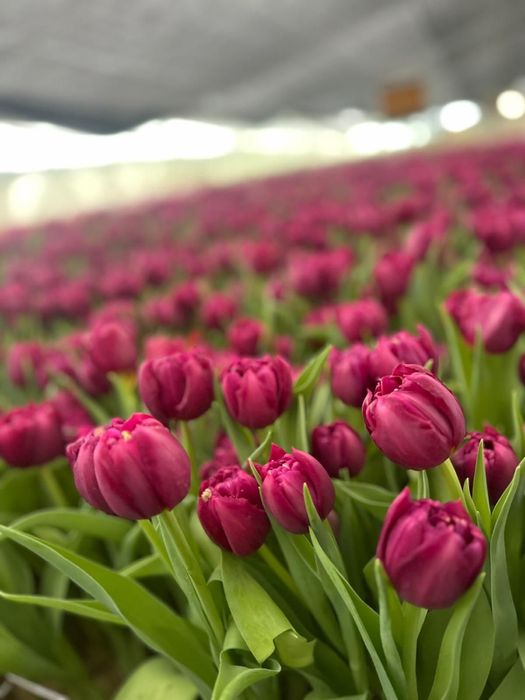 Белорусский тюльпан оптом