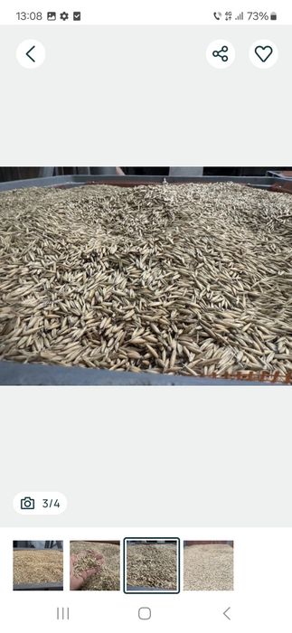 Ovăz  de primăvară