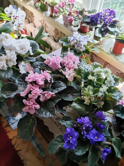 Домашние цветы фиалки