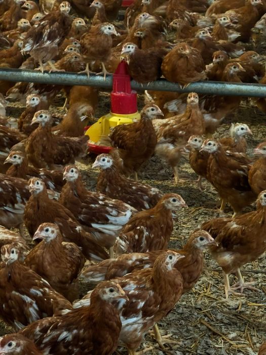 Ferma Cosniciu de Jos vinde puicute ouatoare