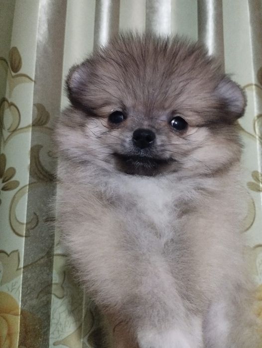 Щенки шпица мини