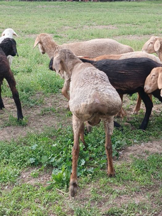 17 бас қошқар сатылады 2 ге толады