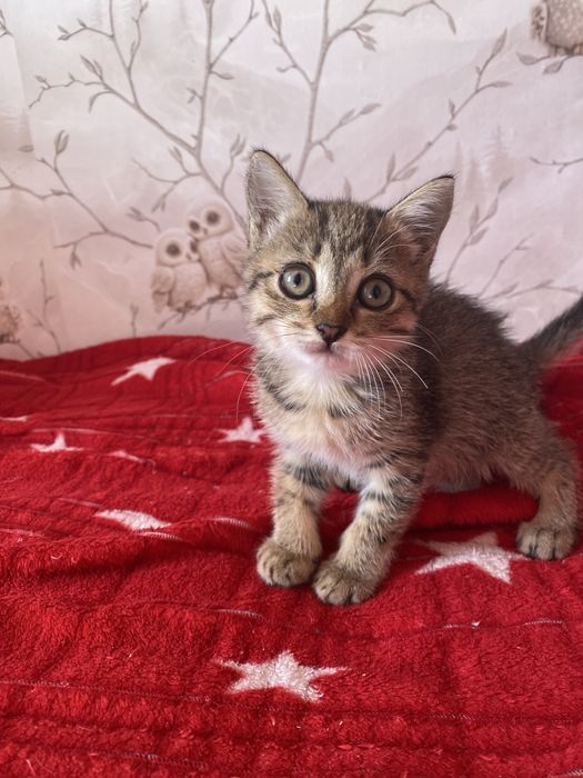 Котенок ищет добрые руки