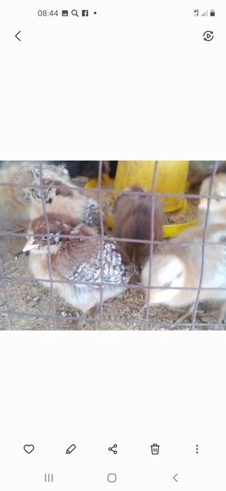 Продам цыплят кученских
