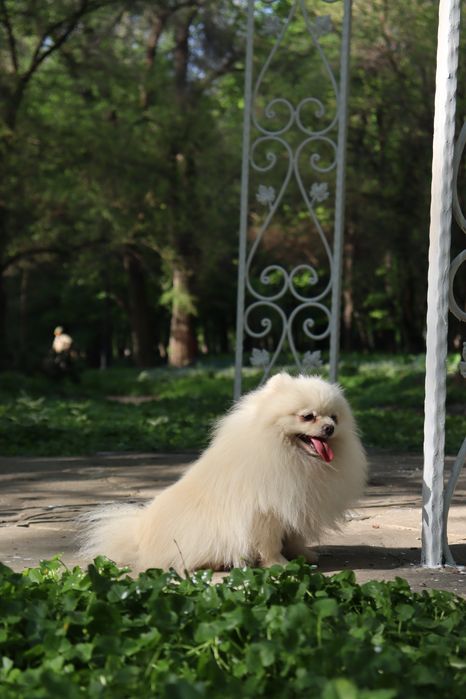 Шпиц миник кобель