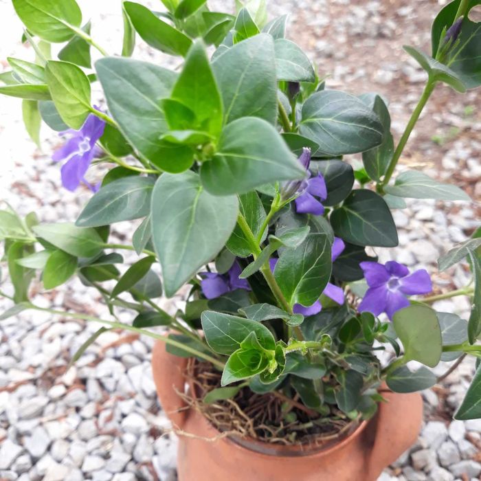 Вечнозелена Винка