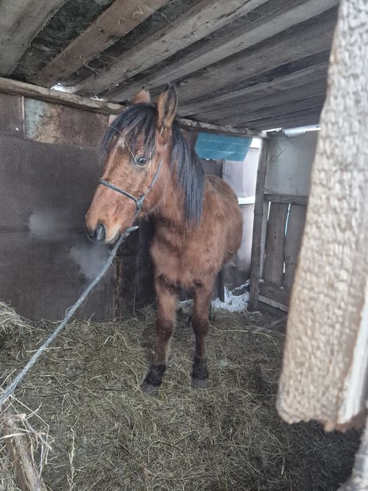 Сатылады еркек семиз