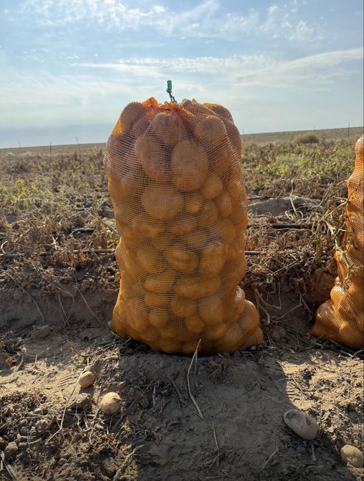 Картофель сорт Пикассо