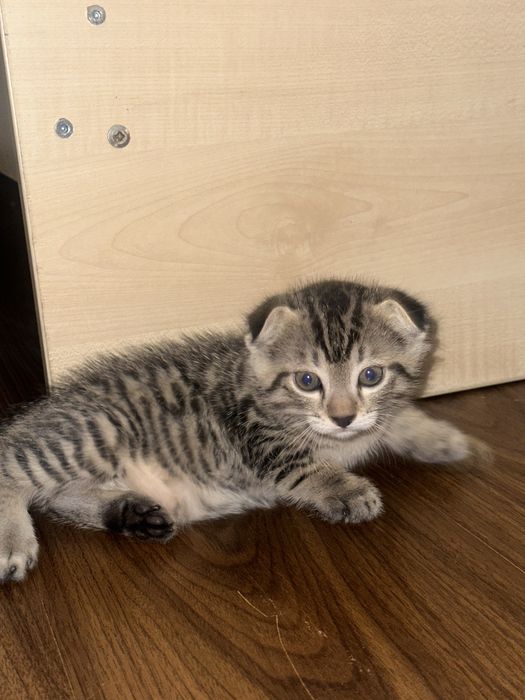 Шотландский вислоухий котёнок (Scottish Fold)