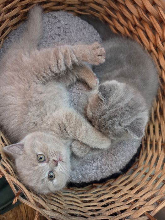 Котенца Британчета