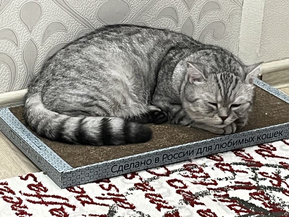 Котей Марвин в поисках дома