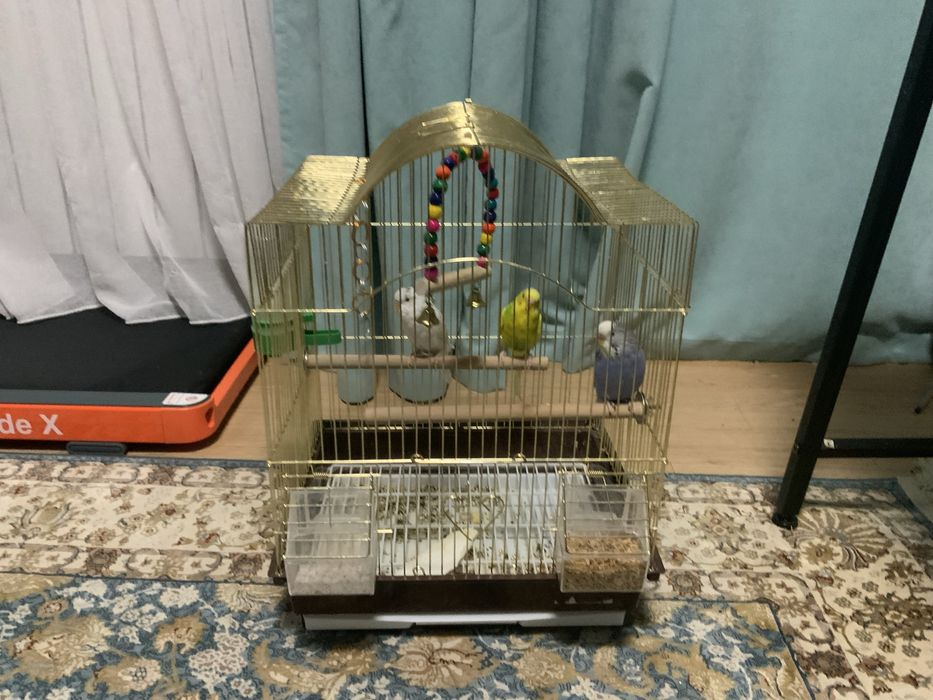 Волнистый попугай