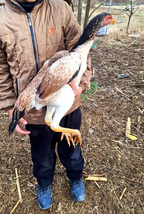 Jo'ja tovuq sotiladi