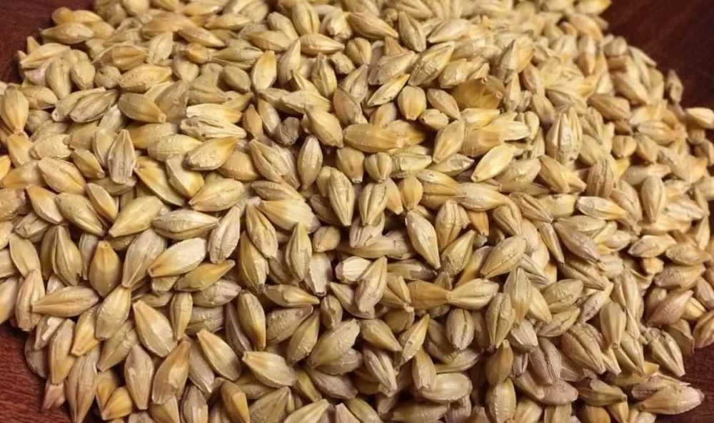 Сухая пшеница и ячмень