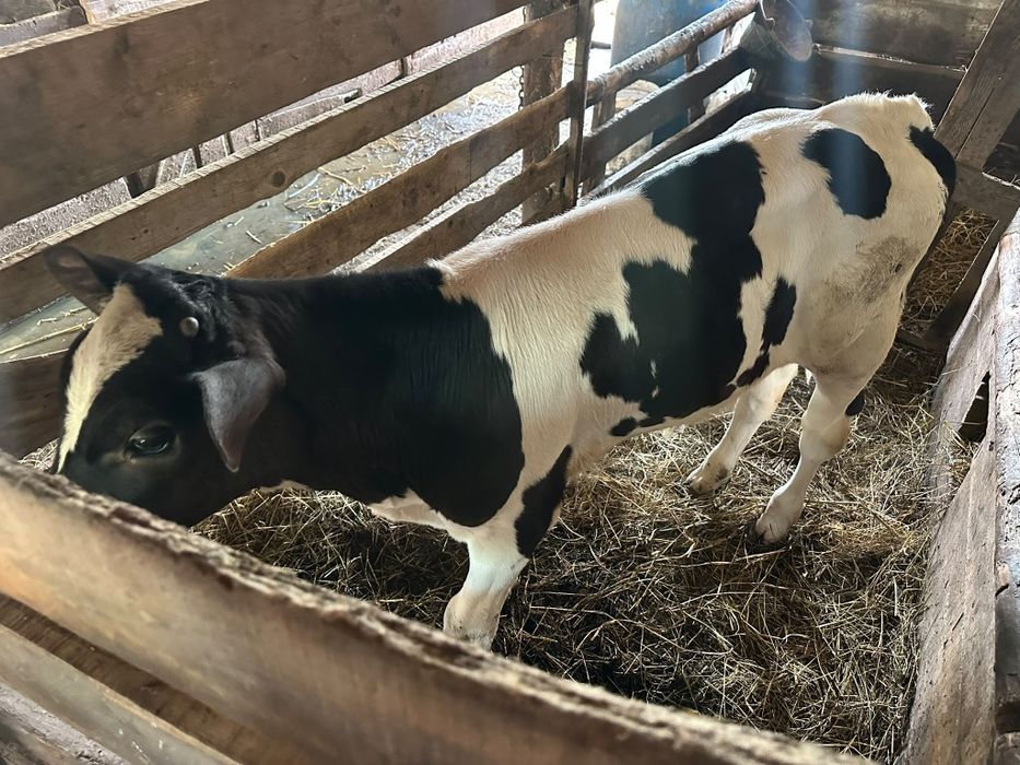 Vând vițel de 2 luni
