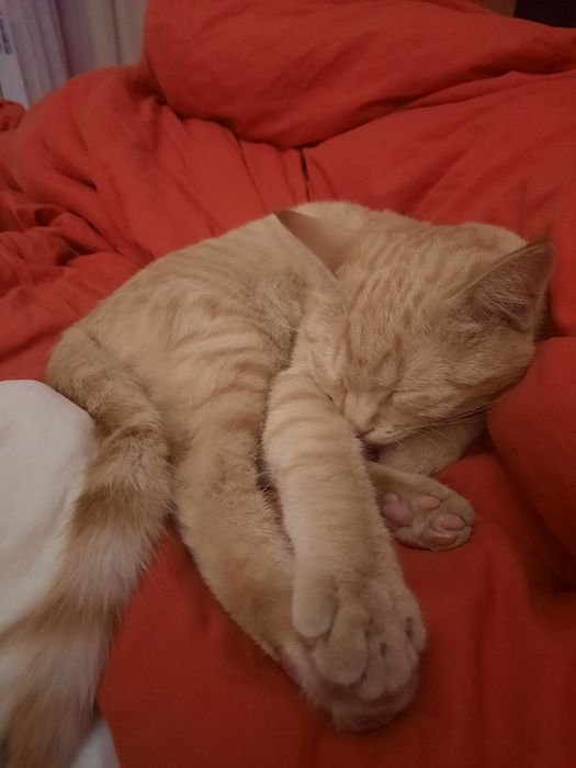 кот в добрые руки