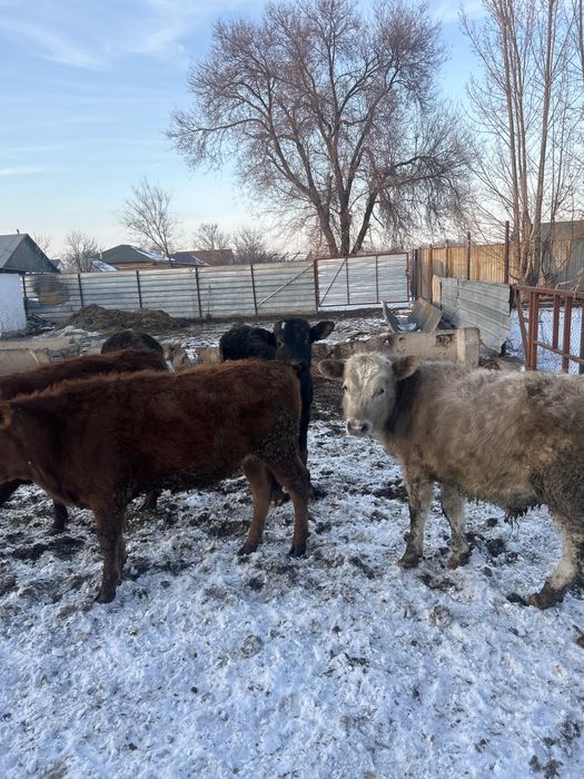 Телятя дамашние